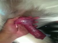 Dog got masturbated by beastie gal